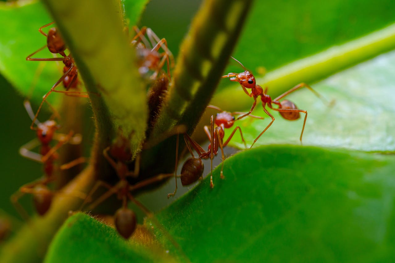 Photo by Oktavianus Mulyadi: https://www.pexels.com/photo/close-up-of-ants-on-green-leaves-15453352/