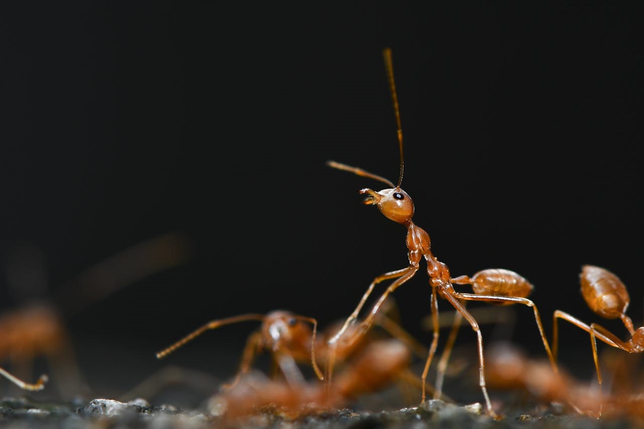 Photo by Mohamed Nasar: https://www.pexels.com/photo/extreme-close-up-of-red-ants-17977833/