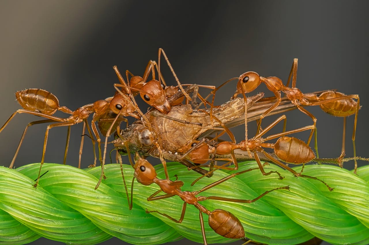 Photo by Kumar Kranti Prasad: https://www.pexels.com/photo/a-macro-shot-of-ants-carrying-a-dead-insect-10599188/